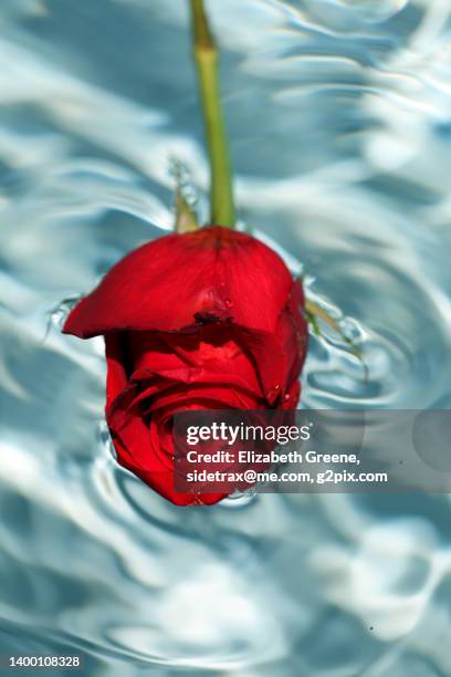 30 Floating Roses Pool Stock Photos, High-Res Pictures, and Images ...
