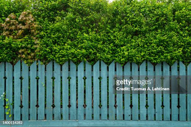 front view of lush and thick trees behind weathered wooden fence painted in teal in the summer. - recinzione foto e immagini stock