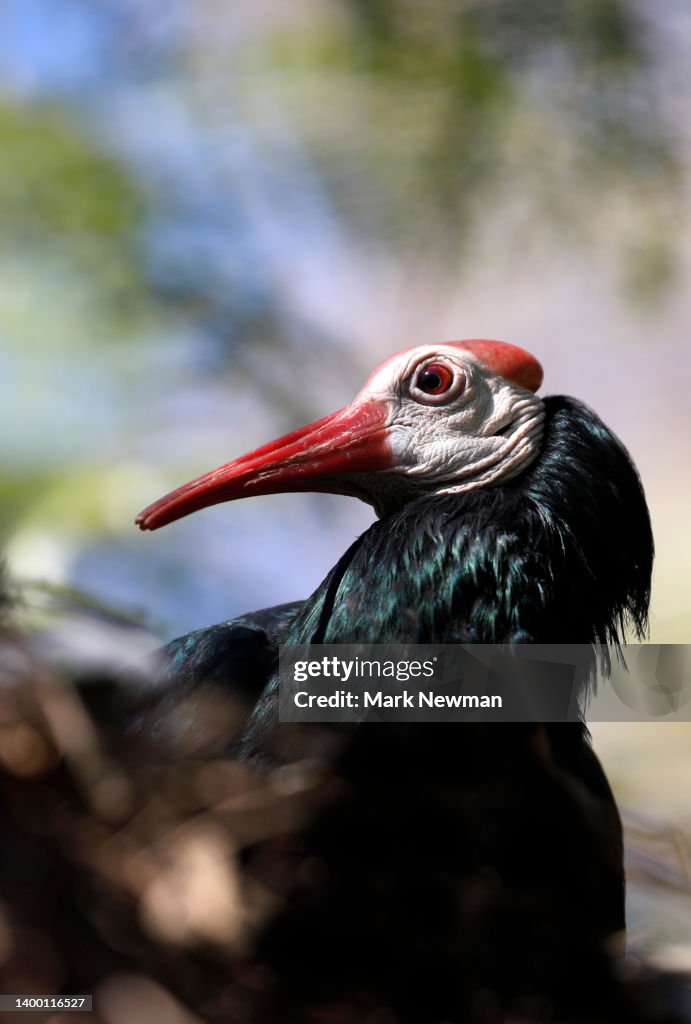 Southern Bald Ibis