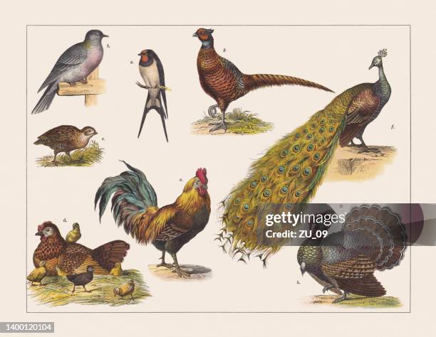 various birds (passeriformes, columbidae, phasianidae), chromolithograph, published in 1891 - pheasant bird 幅插畫檔、美工圖案、卡通及圖標