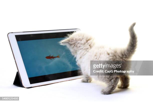 ragdoll kittens 6 wks - cat studio stock pictures, royalty-free photos & images