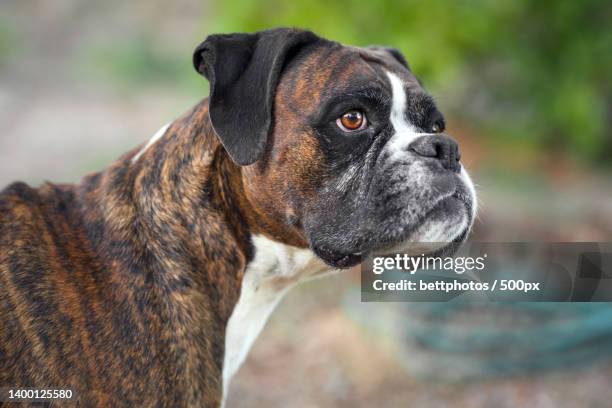 close-up of boxer looking away - boxer dog stock pictures, royalty-free photos & images