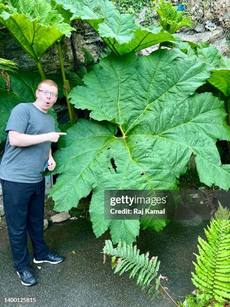 male standing next to extremely large plant / leaf - gunnera plant fotografías e imágenes de stock