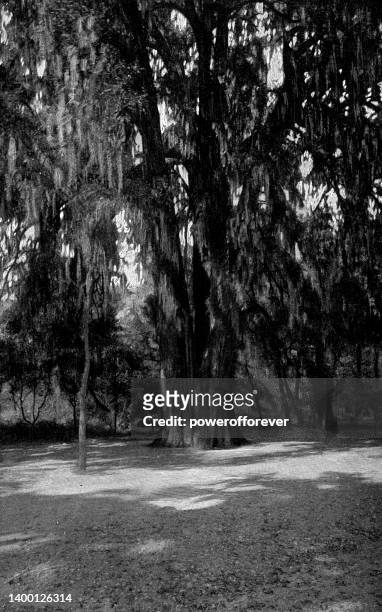 el sargento alive at bosque de chapultepec (chapultepec park) in mexico city, mexico - 19th century - montezuma cypress stock illustrations