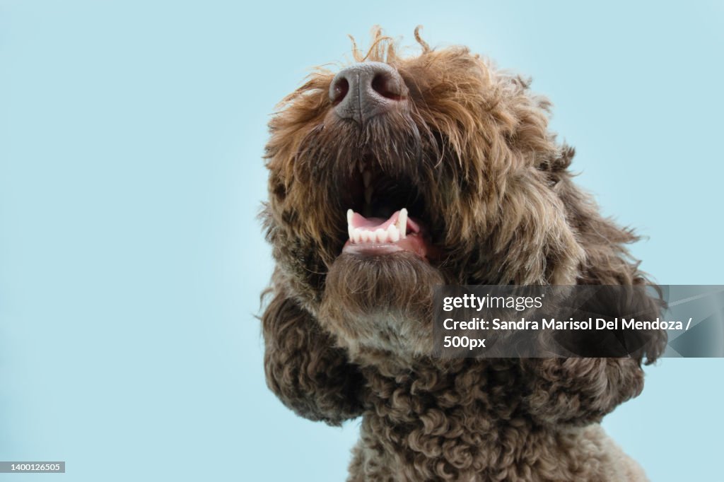 Close-up poodle dog tooth with open mouth Isolated on blue background,Girona,Spain