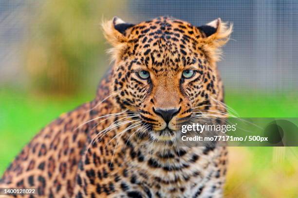 portrait of amur leopard - amur leopard fotografías e imágenes de stock