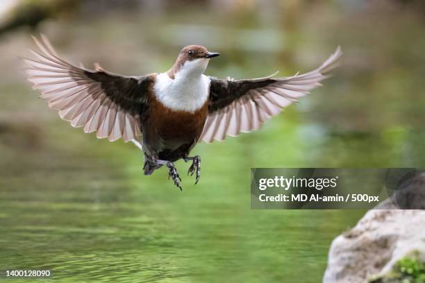 close-up of passerine bird flying over lake - cinclus cinclus stock pictures, royalty-free photos & images