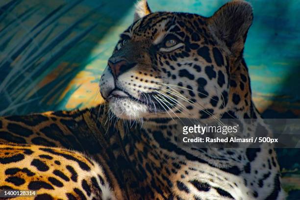 close-up of leopard - jaguar concept reveal fotografías e imágenes de stock