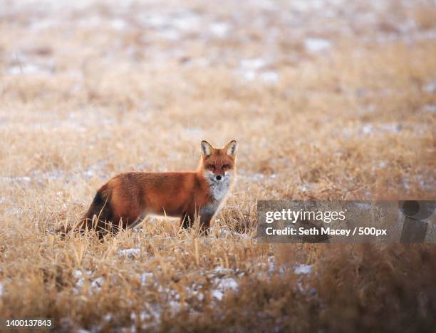 portrait of deer standing on field,ontario,canada - fox stock pictures, royalty-free photos & images