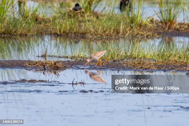 the scenery of wetland - binnenveld stock pictures, royalty-free photos & images