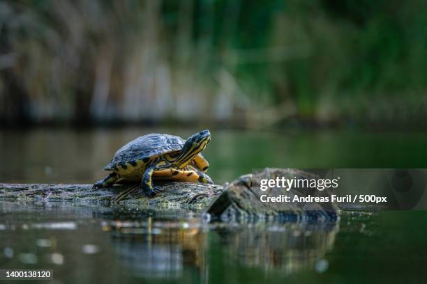 close-up of frog in lake - florida red bellied cooter stock pictures, royalty-free photos & images