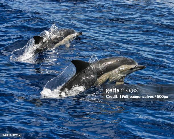 high angle view of common bottle swimming in sea,portugal - dorsal fin stock pictures, royalty-free photos & images