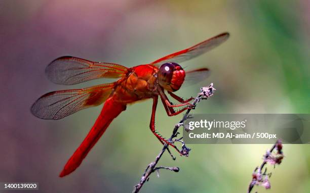close-up of dragonfly on plant - dragon fly stock-fotos und bilder