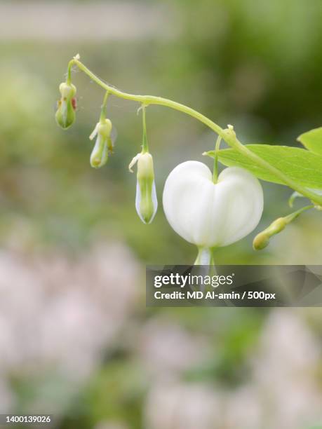 close-up of white flowering plant - bleeding heart stock pictures, royalty-free photos & images