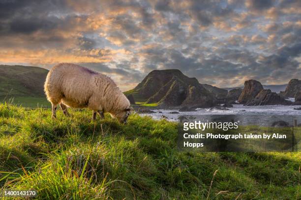 sheep grazing beside the ocean - ierland stockfoto's en -beelden