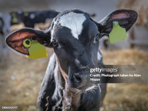 close up portrait of a holstein calf - fresian calf foto e immagini stock