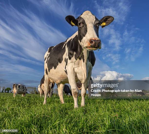 holstein cow at pasture - dairy cattle stock pictures, royalty-free photos & images
