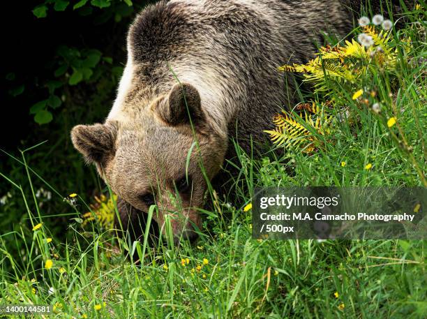 close-up of pig on field,principado de asturias,asturias,spain - omnívoro fotografías e imágenes de stock