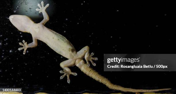 close-up of frog on leaf - gecko stock-fotos und bilder