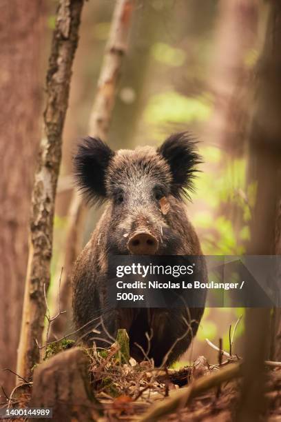 portrait of bear standing in forest - boar tusk stock pictures, royalty-free photos & images