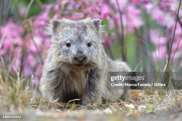close-up portrait of squirrel on field,isla maria,tasmania,australia - wombat fotografías e imágenes de stock