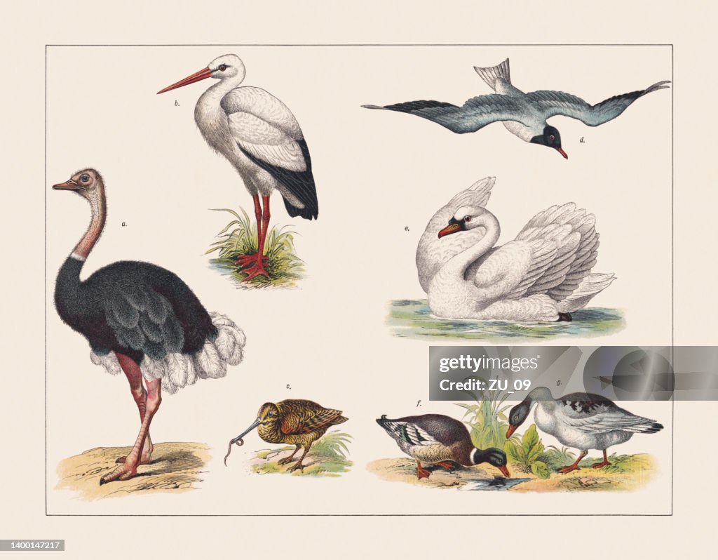 Various birds (Struthionidae, Ciconiidae, Scolopacidae, Larinae, Anatidae), chromolithograph, published 1891
