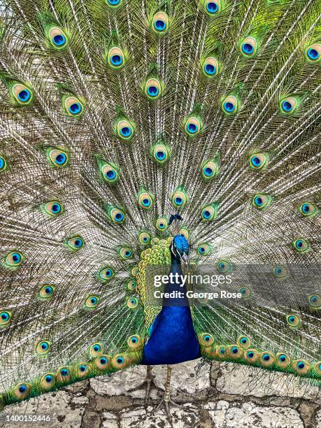 Peacock displays his plumage at Mayfield Park & Nature Preserve, a historical site of Mayfield House, is viewed on May 22 in Austin, Texas. Austin,...