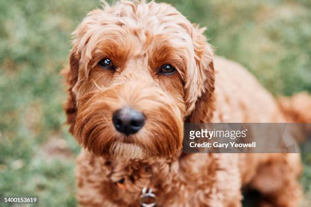 portrait of a cockapoo dog in a field - cockapoo 個照片及圖片檔