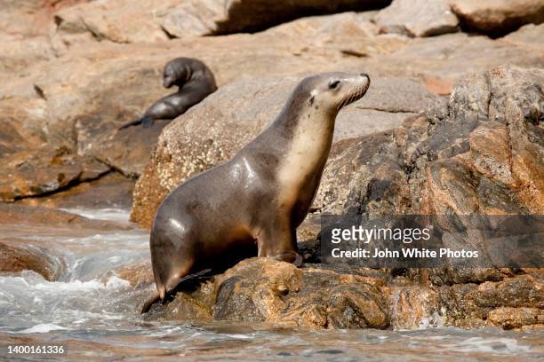 sea lion. cape wiles. eyre peninsula. south australia. - sea lion stock pictures, royalty-free photos & images