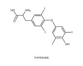 Thyroxine icon. Chemical molecular structure. Major endogenous hormone secreted by the thyroid gland. Vector outline illustration