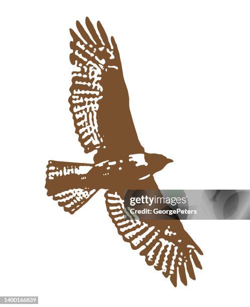 hawk flying - red shouldered hawk stock illustrations