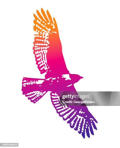 hawk flying - red shouldered hawk stock illustrations
