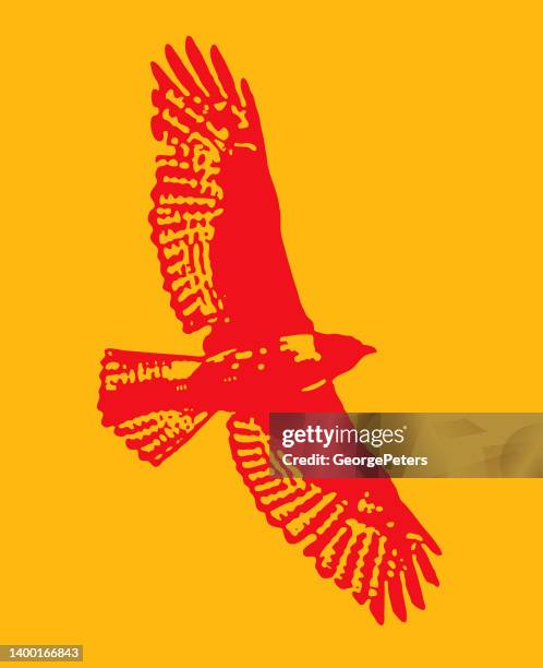 hawk flying - red shouldered hawk stock illustrations