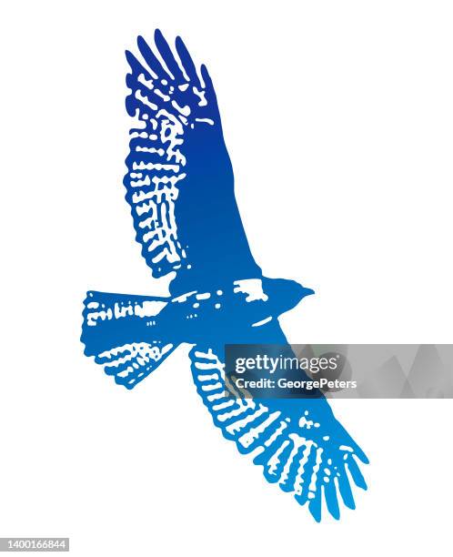 hawk flying - red shouldered hawk stock illustrations