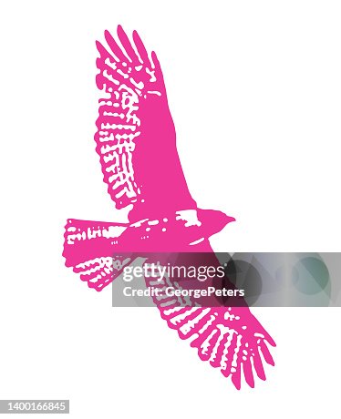 Hawk flying Hawk flying