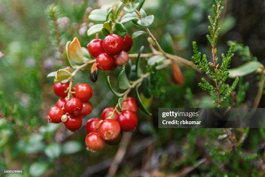 Cowberry bush in the forest