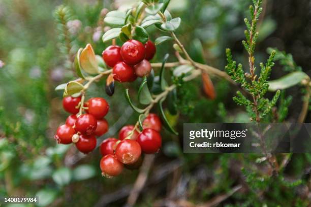 cowberry bush in the forest - vildmarksområde bildbanksfoton och bilder