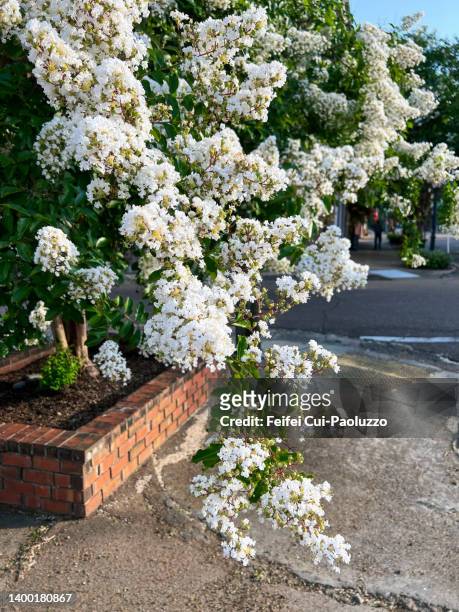 white lagerstroemia indica flower in bloom - crape myrtle stock-fotos und bilder