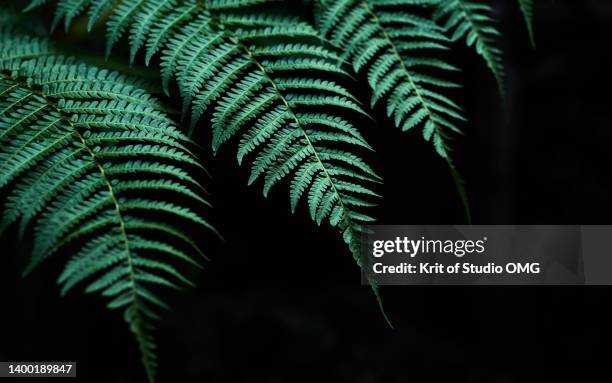 the dark green fern leaves on the black background - farn stock-fotos und bilder