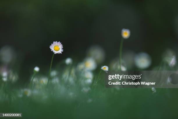 frühling - gänseblümchen - gänseblümchen stock pictures, royalty-free photos & images