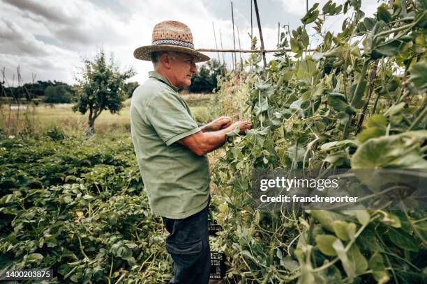 trabalhador rural colhendo feijão no campo - atividade agrícola - fotografias e filmes do acervo