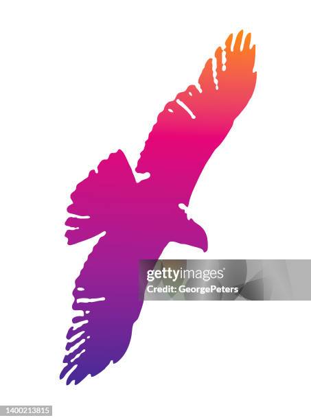 hawk flying - red shouldered hawk stock illustrations