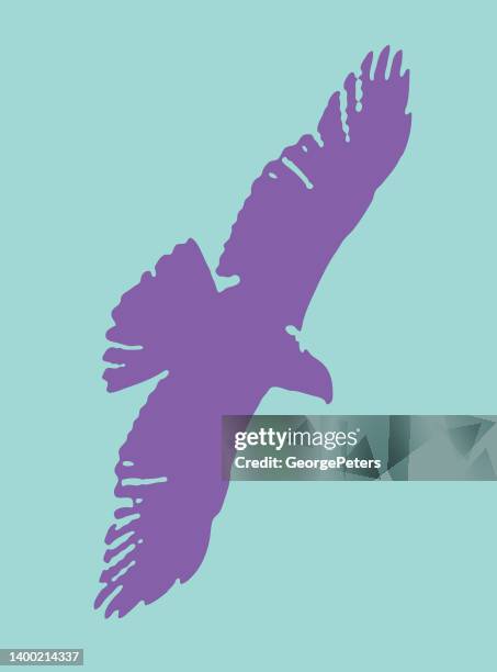 hawk flying - red shouldered hawk stock illustrations