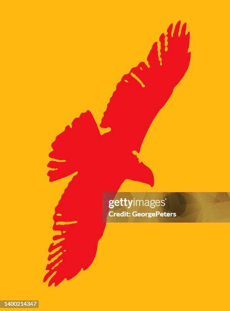 hawk flying - red shouldered hawk stock illustrations