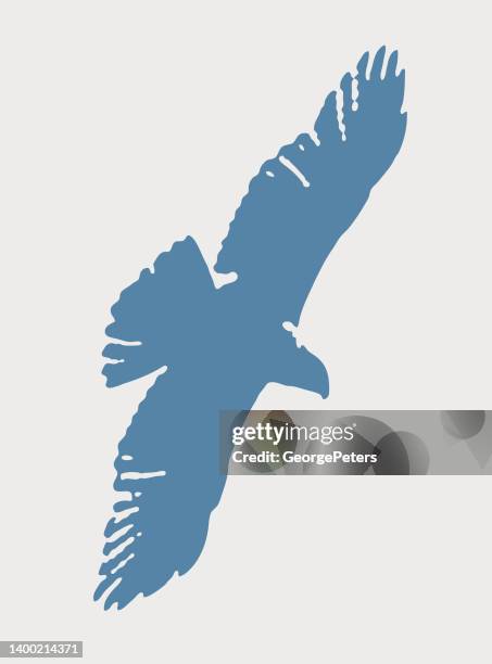 hawk flying - red shouldered hawk stock illustrations