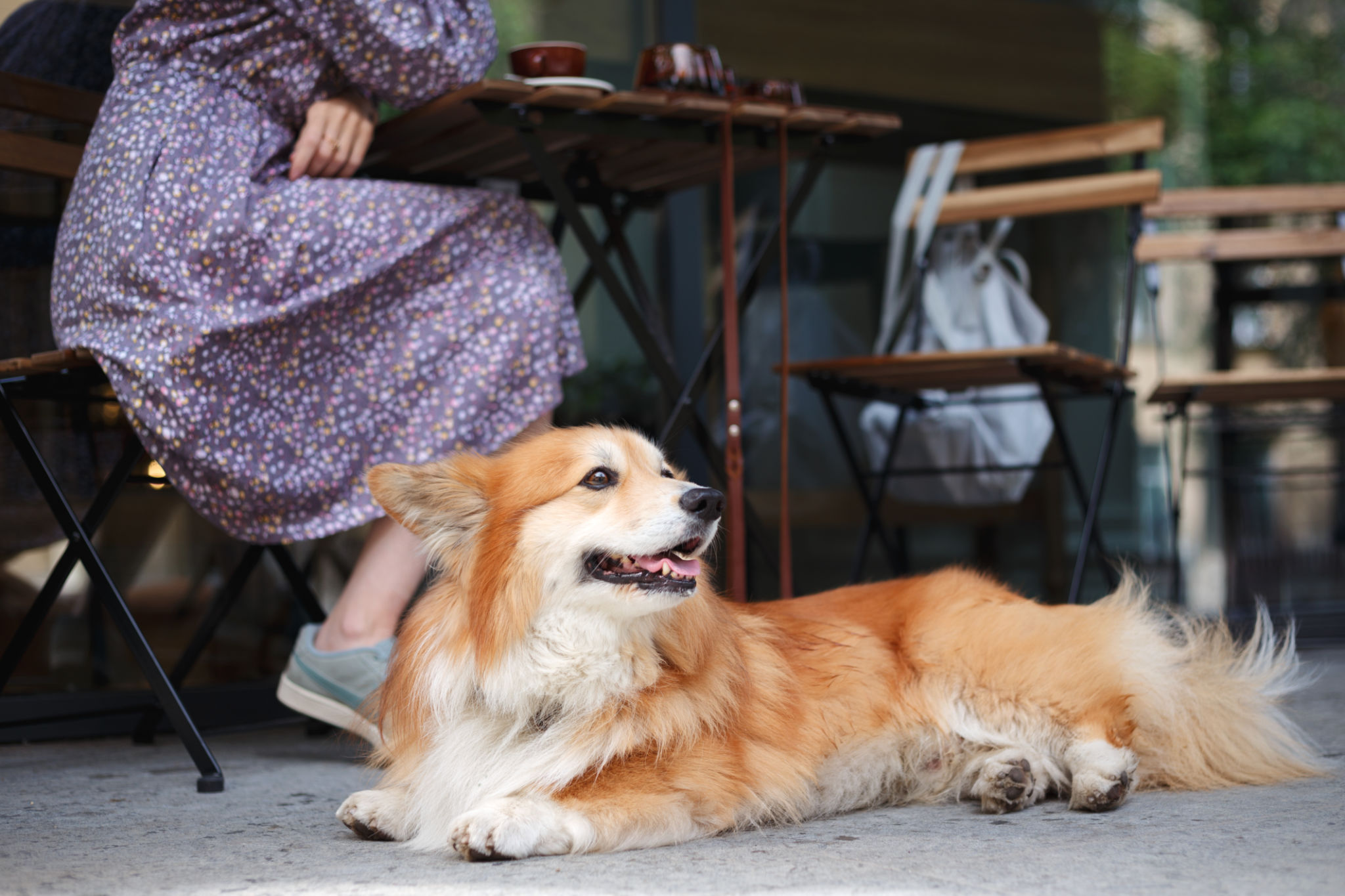 dog cafe