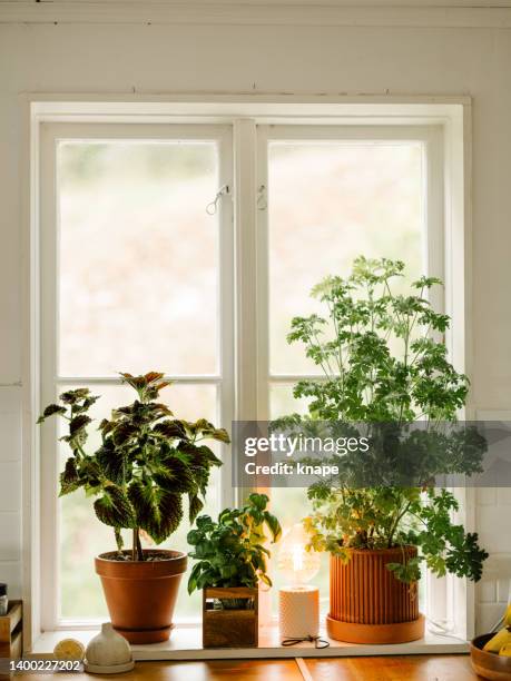 rosengeranium (graveolens de pelargonium) doktor de plantas em vasos westerlunds - planta de interior - fotografias e filmes do acervo