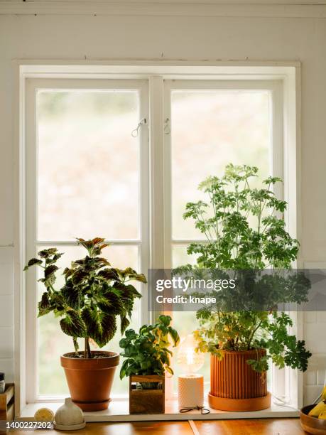 rosengeranium (pelargonium graveolens) potted plant doktor westerlunds - 室內植物 個照片及圖片檔