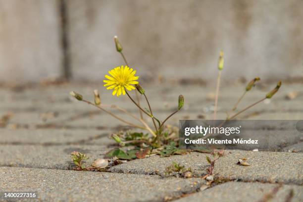 wild flower on the sidewalk - pianta selvatica foto e immagini stock