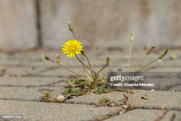 wild flower on the sidewalk - uncultivated 個照片及圖片檔